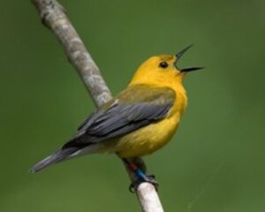 6 specie di uccelli canterini: le sapete riconoscere?