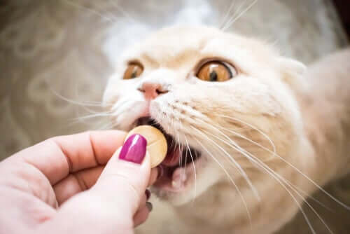 i farmaci contro il dolore sono il primo trattamento che ricevono i gatti zoppicanti