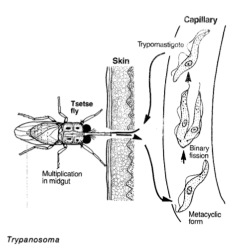 Trypanosome