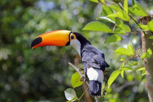 Tucano, tra gli uccelli tropicali da conoscere