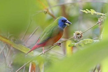 6 Specie Di Uccelli Tropicali Da Conoscere I Miei Animali