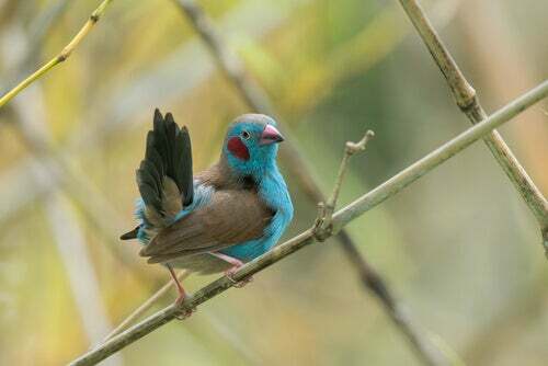 Uccello azzurro Senegal
