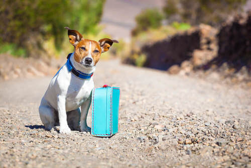 Cane con una piccola valigia per strada.