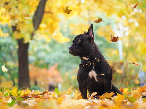 Cane in autunno con le foglie.