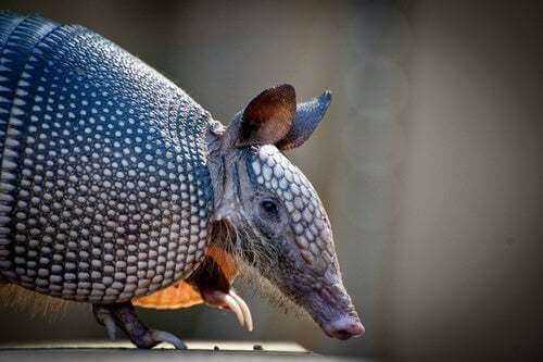 Armadillo che cammina