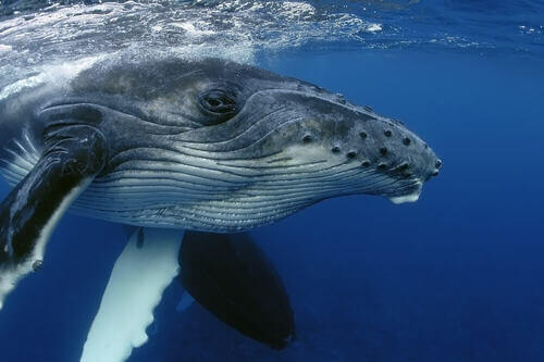 Come fanno le balene a dormire senza annegare?