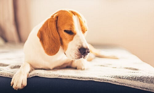 Cane che non sta bene