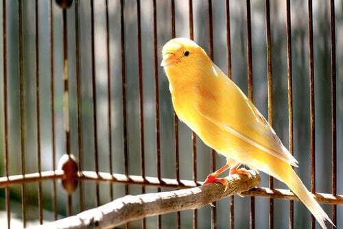 Canarino giallo nella gabbia