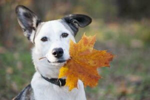 Cosa deve mangiare il cane in autunno?