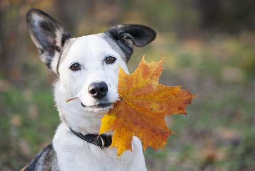 Cosa deve mangiare il cane in autunno?