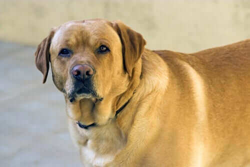 la curcuma provoca diversi effetti sul tessuto adiposo presente in caso di obesità canina