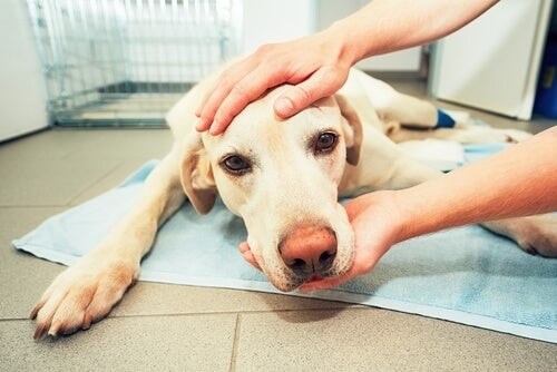 Emangiosarcoma nei cani: sintomi e trattamento
