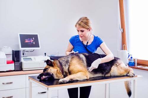 Come prevenire la torsione dello stomaco nei cani
