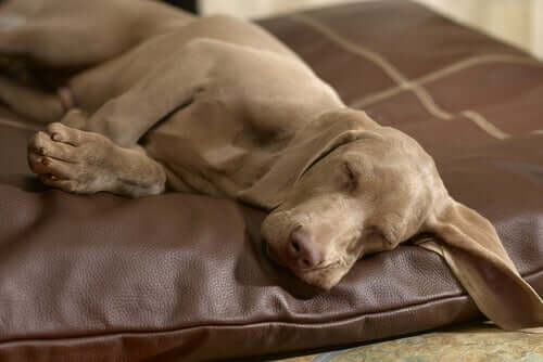 Tappeto o cuscino: cosa scegliere per il cane?
