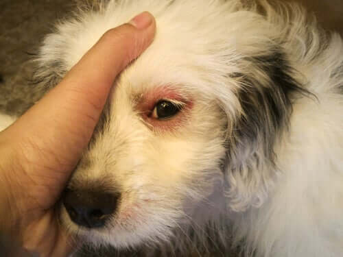 cane con infezione a un occhio