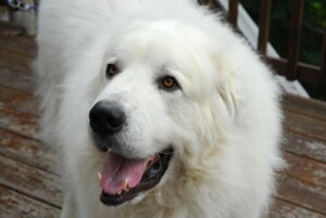 Cane da montagna dei Pirenei: il gigante bianco