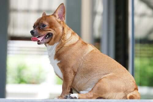 La curcuma può contribuire a prevenire l'obesità canina?
