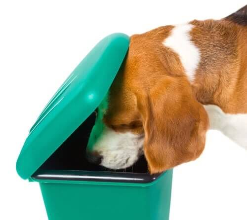Cane che rovista nella spazzatura