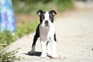 Strabismo nei cani: cause e trattamento