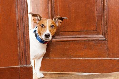 Cane sulla porta