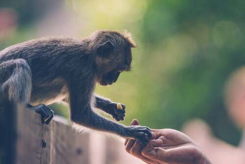 Dare da mangiare alle scimmie