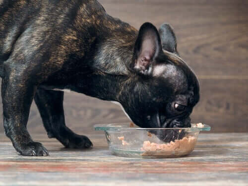 il cibo ad alto contenuto di umidità viene generalmente apprezzato dai cani