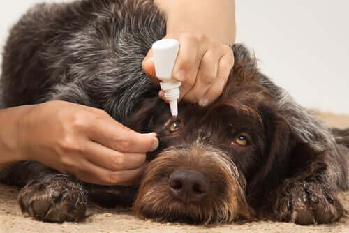 Infezioni agli occhi nei cani: cause e sintomi