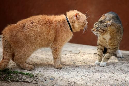 Gatti che litigano