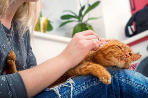 6 consigli per rendere un gatto affettuoso