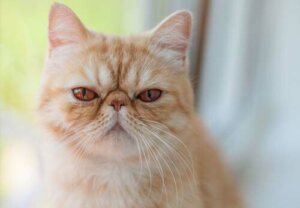 Gatto esotico: comportamento e caratteristiche