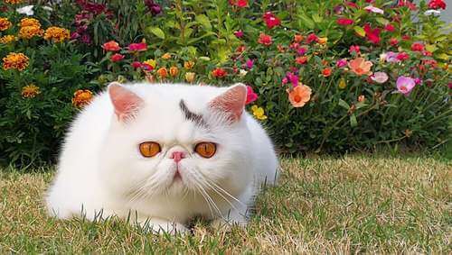 Gatto esotico bianco nell'erba