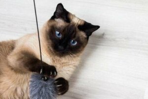 9 interessanti curiosità sul gatto siamese