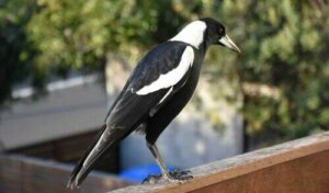 La gazza: caratteristiche di uno degli uccelli più intelligenti al mondo