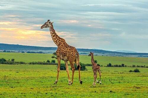 Giraffe nella savana africana