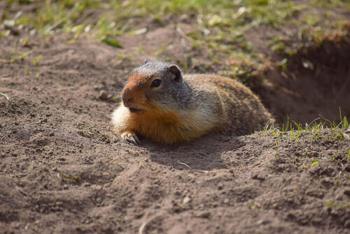 Habitat dello scoiattolo