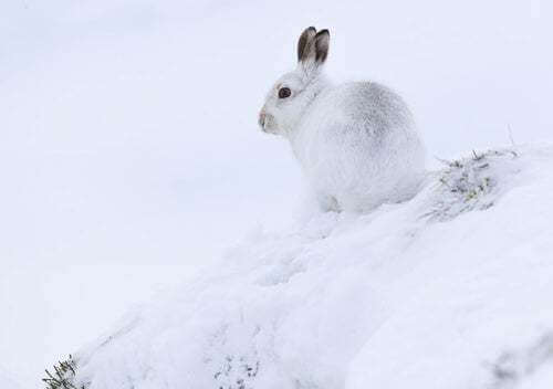 Lepre artica nella neve