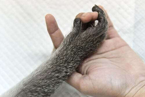 Scimpanzé che stringe la mano a un essere umano