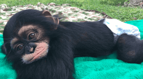 Uno scimpanzé sopravvissuto ritrova chi lo ha salvato: è tutto vero?