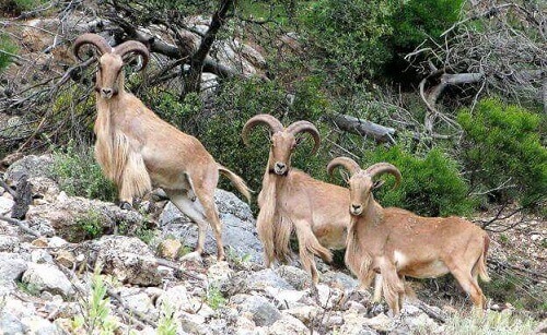 Animali selvatici e macchia mediterranea