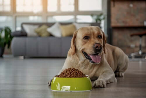 inserire la barbabietola rossa nella dieta del cane può migliorare la sua salute intestinale