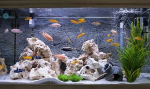 Quali sono i pesci adatti per l'acquario?
