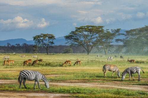 6 curiosità sulla savana africana