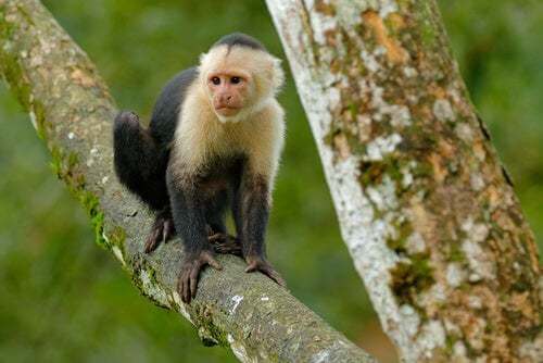 Scimmia su un albero