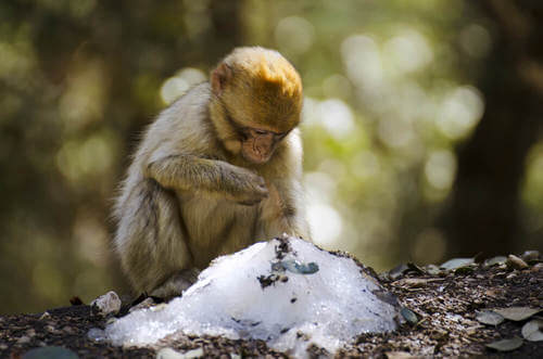Le scimmie con più amici affrontano meglio l’inverno
