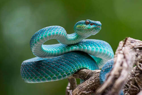 Serpente blu