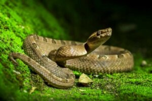 Le differenze tra serpenti, vipere e colubridi