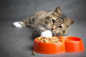 Sintomi della stitichezza nei gatti e possibili cause