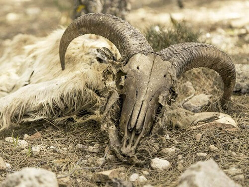 Teschio di muflone africano