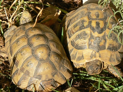 La tartaruga moresca: caratteristiche e habitat