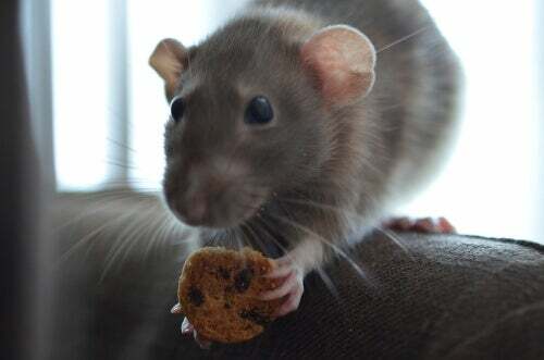 Topo che mangia un biscotto